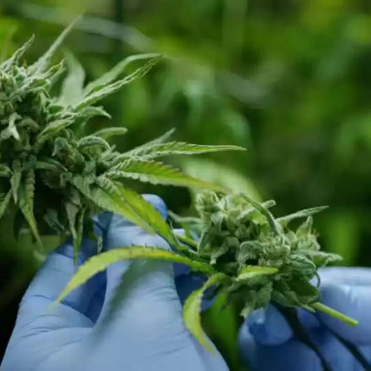 PHC cannabinoid guide – learn about PHC at OKVapor Vancouver, Burnaby, Surrey vape shops