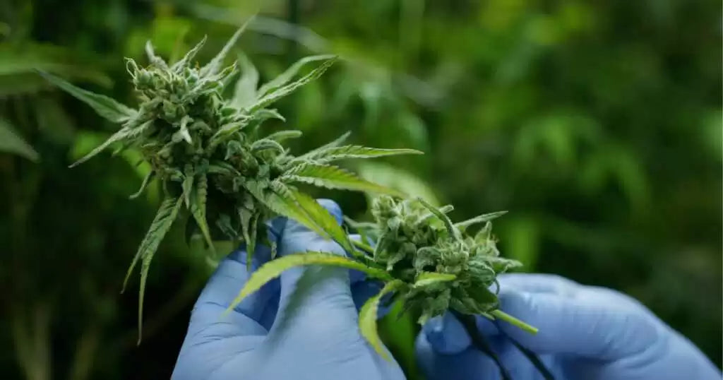 PHC cannabinoid guide – learn about PHC at OKVapor Vancouver, Burnaby, Surrey vape shops